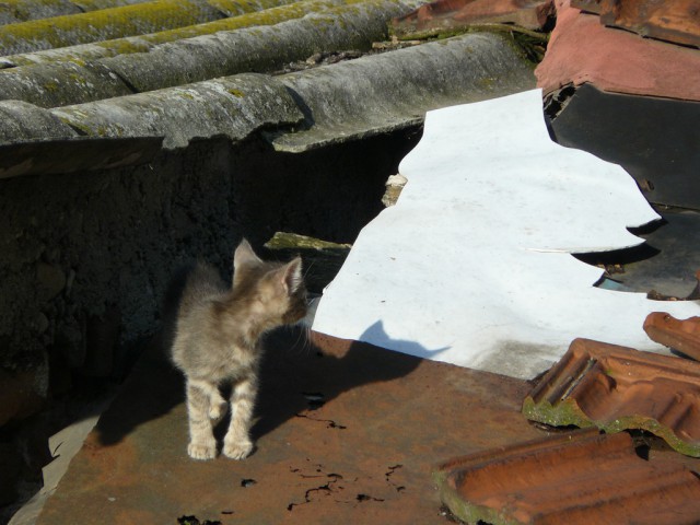 Котовторник 09.09.2014