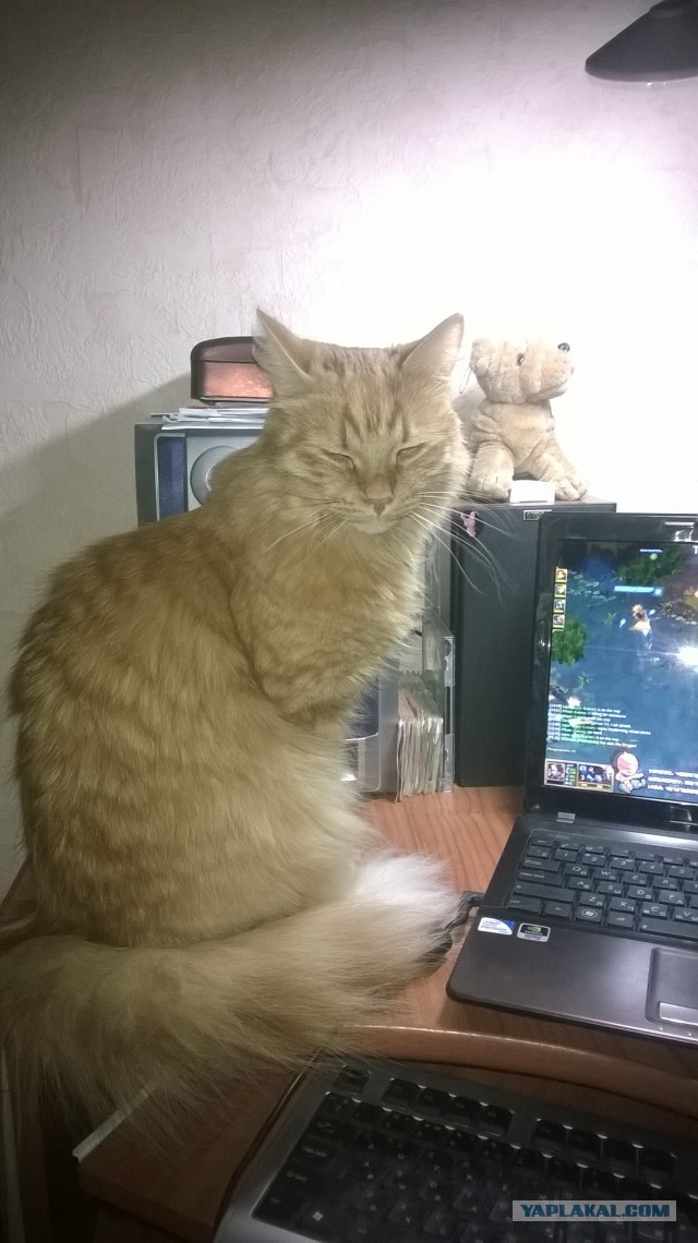 Котовторник 30.09.2014