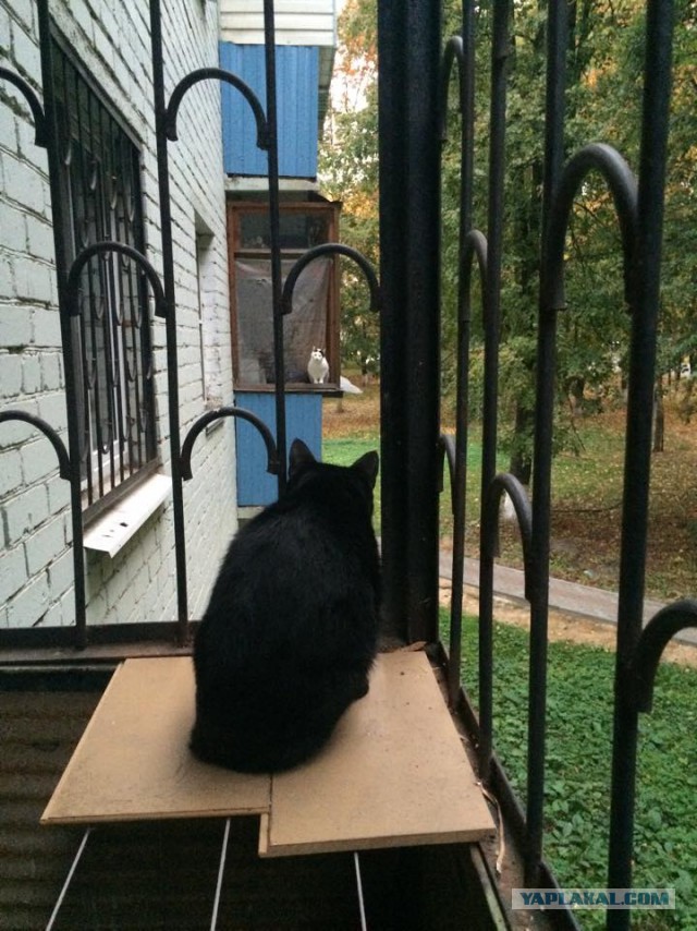 Котовторник 7.10.2014