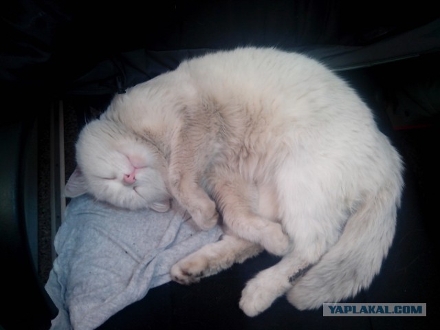 Котовторник 9.12.2014