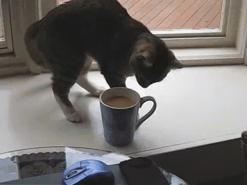 Котовторник 16.12.2014