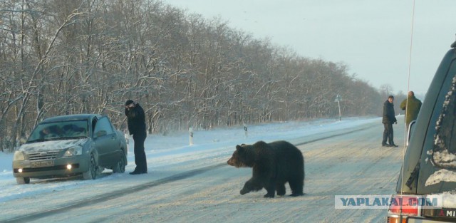 Медведь Яшка