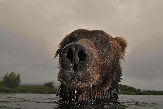 Сергей Горшков - "Медвежий" фотограф