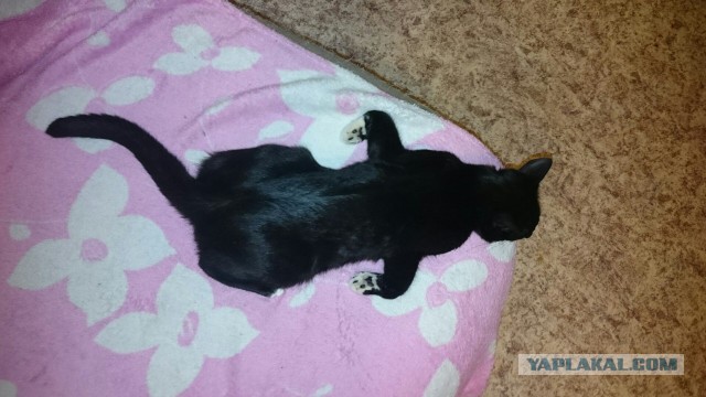 Котовторник 09.06.2015
