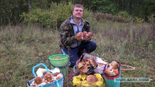 Провоцирующий пост о грибах