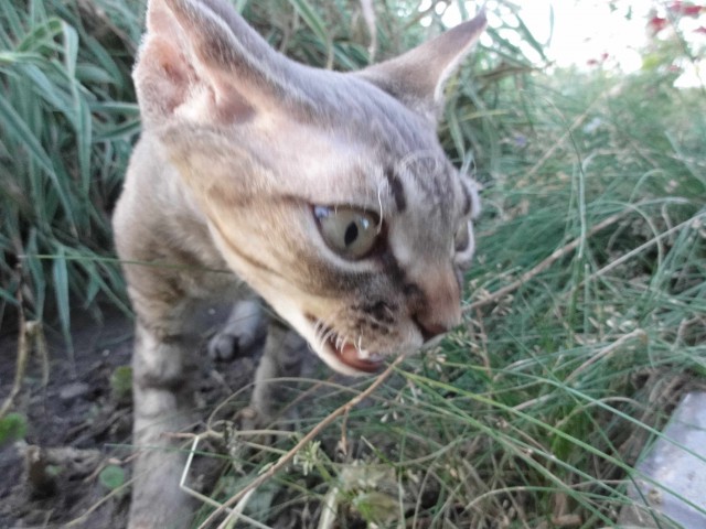 Котовторник 06.10.2015