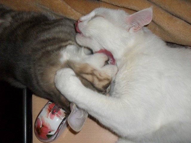 Котооо-о-о-вторник