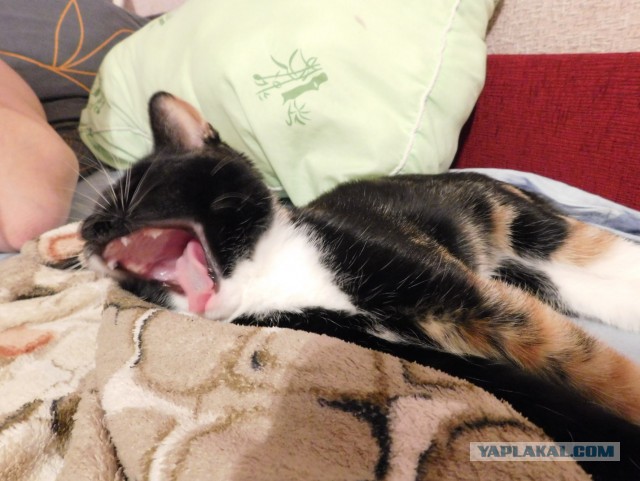 Котооо-о-о-вторник