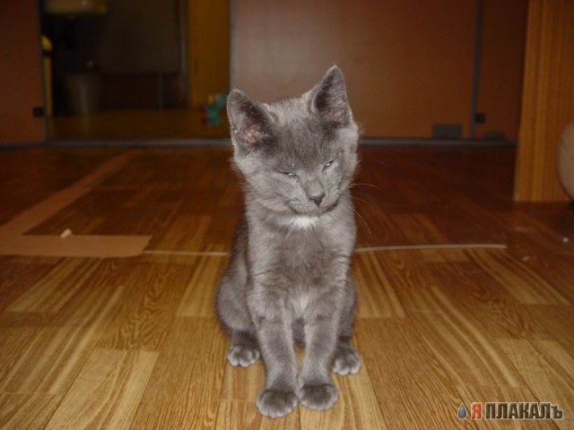Коты, кошки, котята