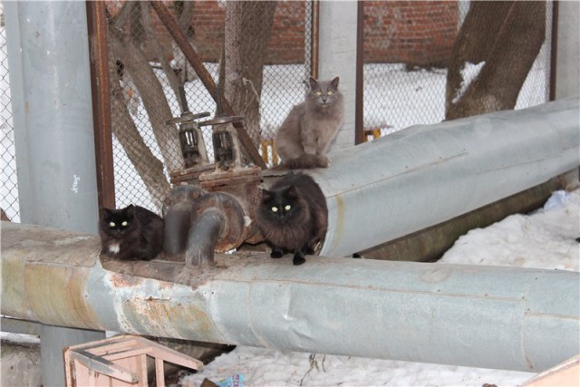 Я узнал, что у меня есть огромная семья