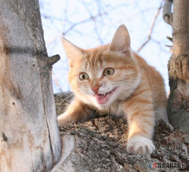 Коты, кошки, котята