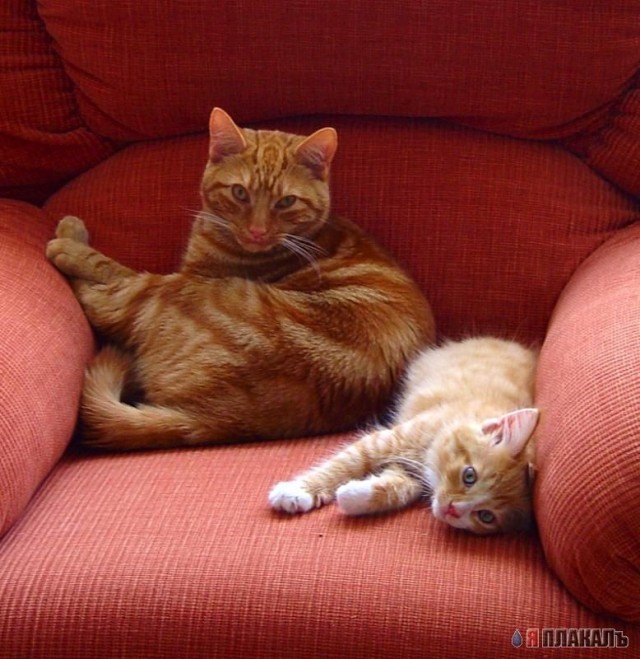 Коты Среды