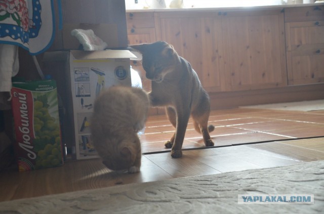 Котовторник - начало