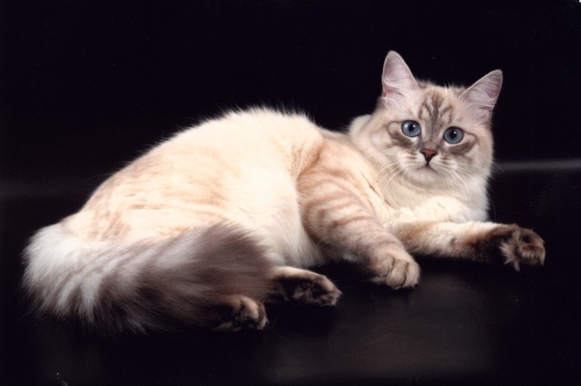 Коты, кошки, котята