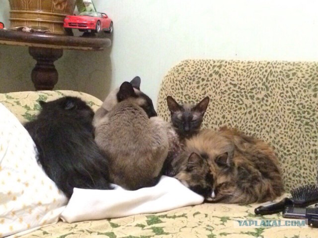 Котовторник 18.10.2016