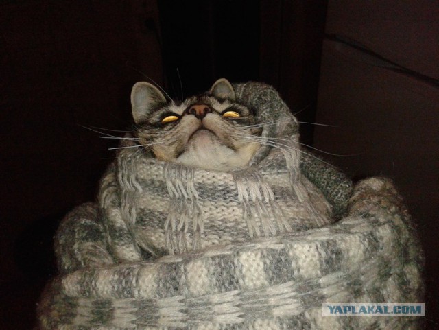 Котовторник 08.11.2016