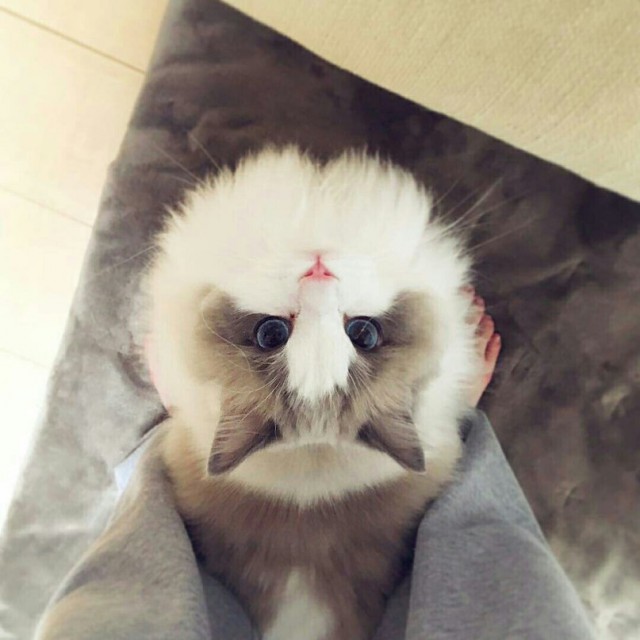 Коты из сети
