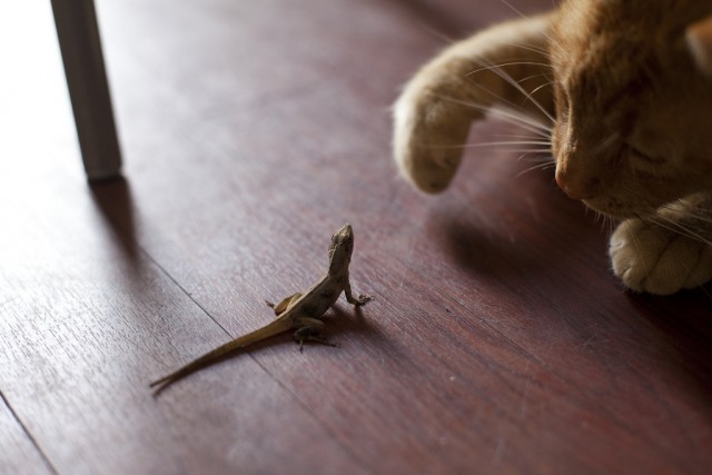 Коты и Кошки