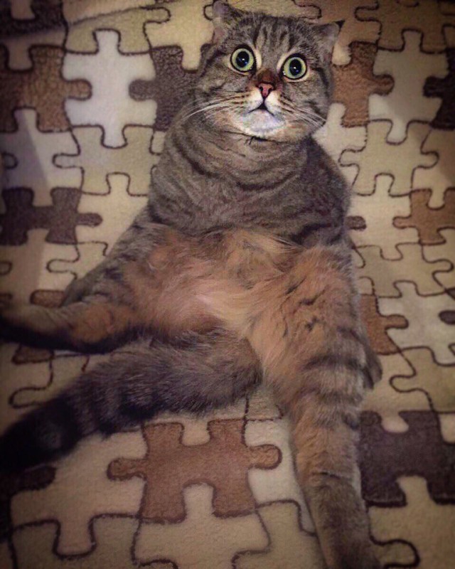 Коты и Кошки