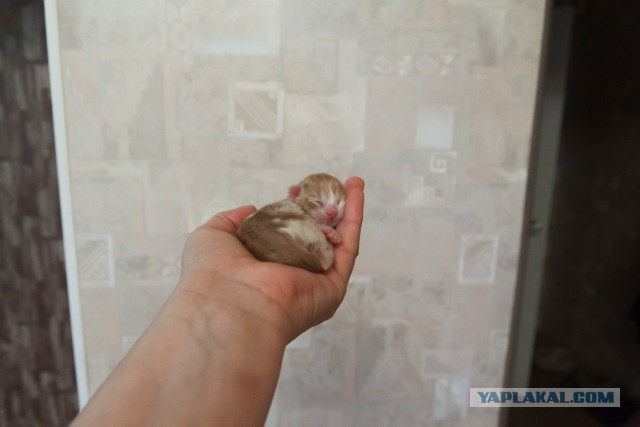 Нашли его поздней осенью в лесу, совсем еще слепого...