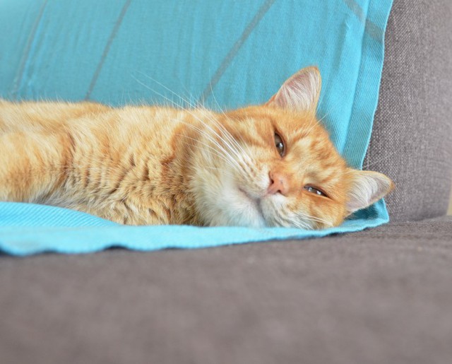 Коты и Кошки