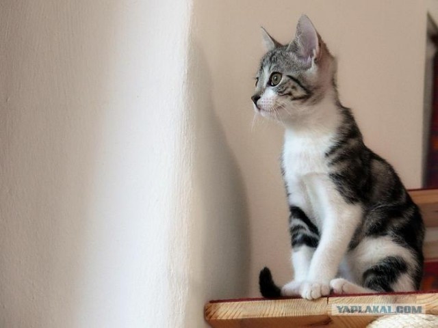 Котовторник на ЯПлакалъ (03.06), котята (31 шт)