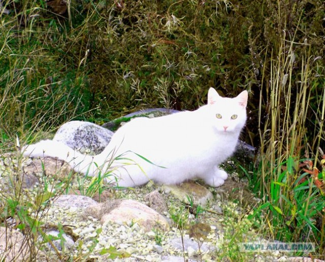 Котовторник на вторник, Котовторник