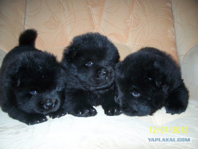 Немного милых жипегов