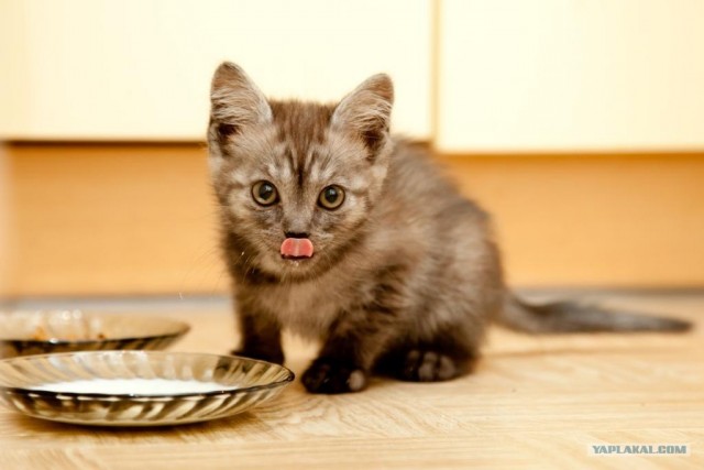 Котовторник