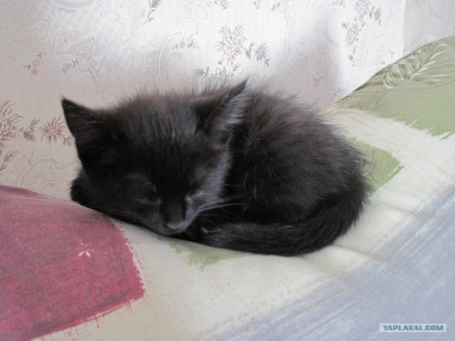 Котовторник на середину июня