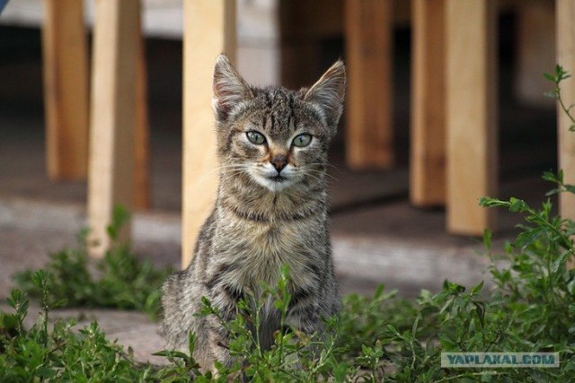 Профессиональный котовторник