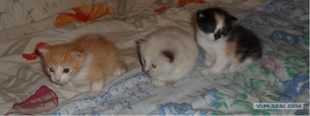Котовторник 1.11.11
