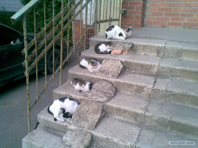 Котовторник 06.12.2011