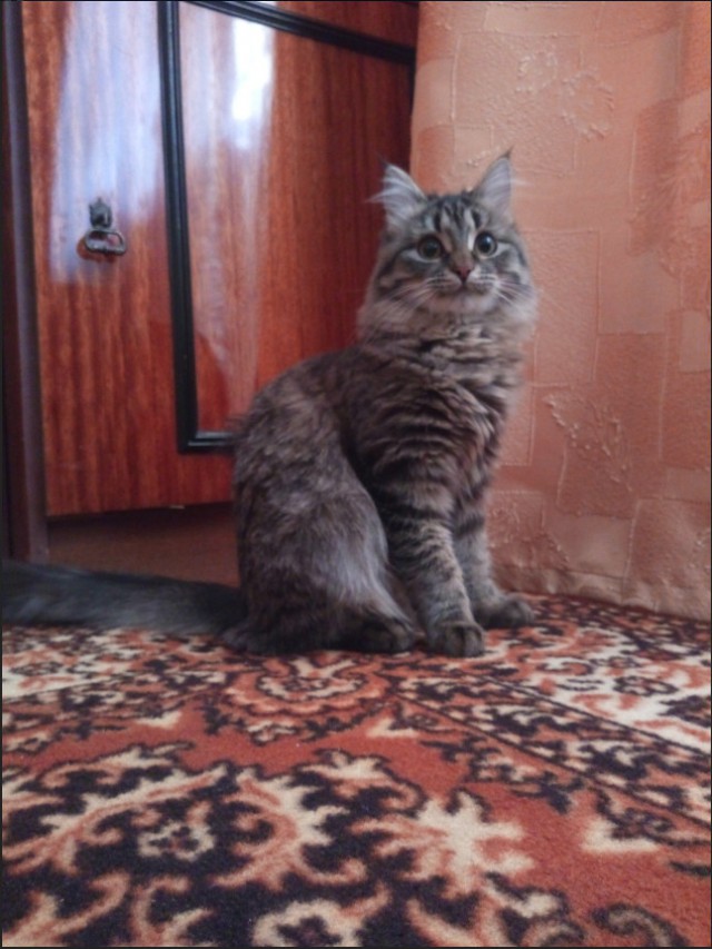 Немного милоты