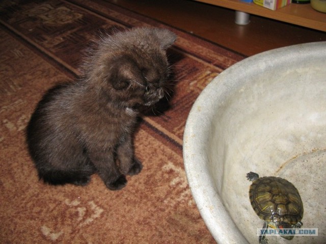 Котовторник (24. 01. 2012 )