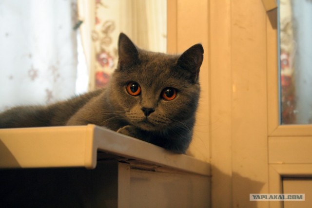 Котовторник (14.02.2012)