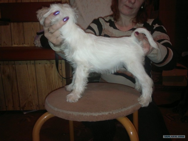 Веселый собак