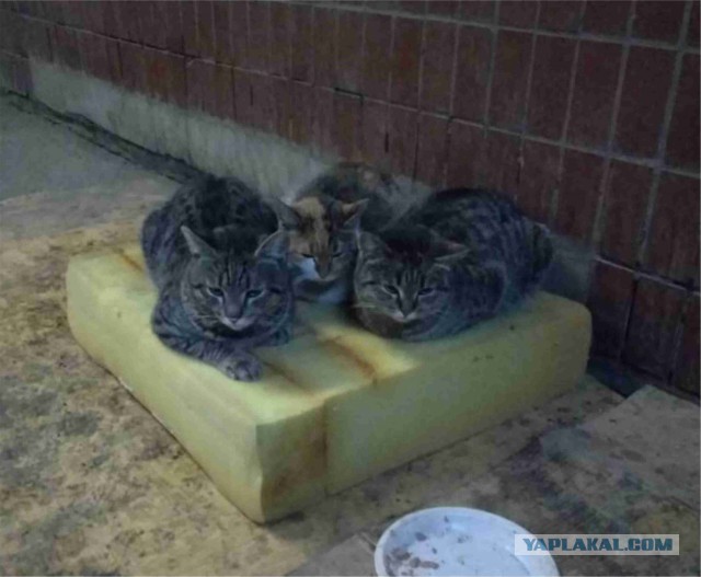 05.03.19 Котовторник же