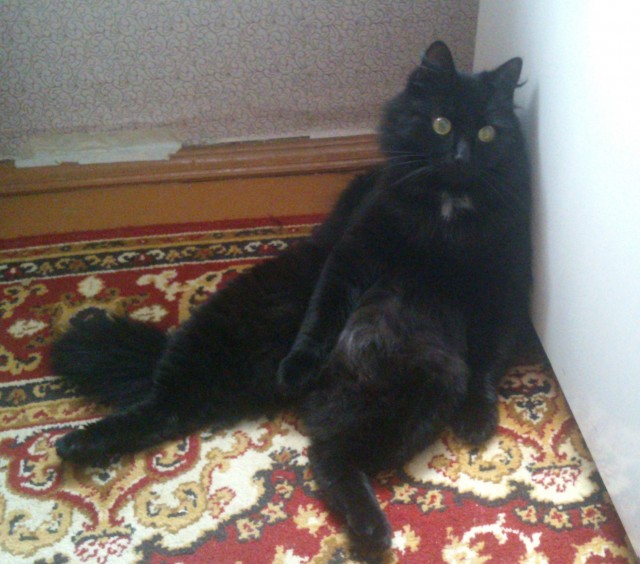 Кот ждун
