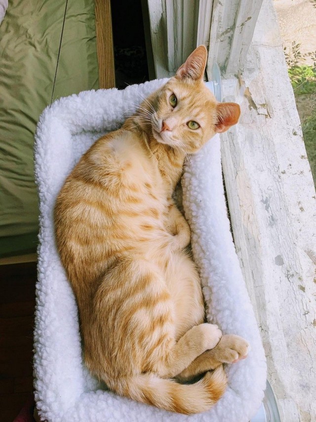 Коты из сети