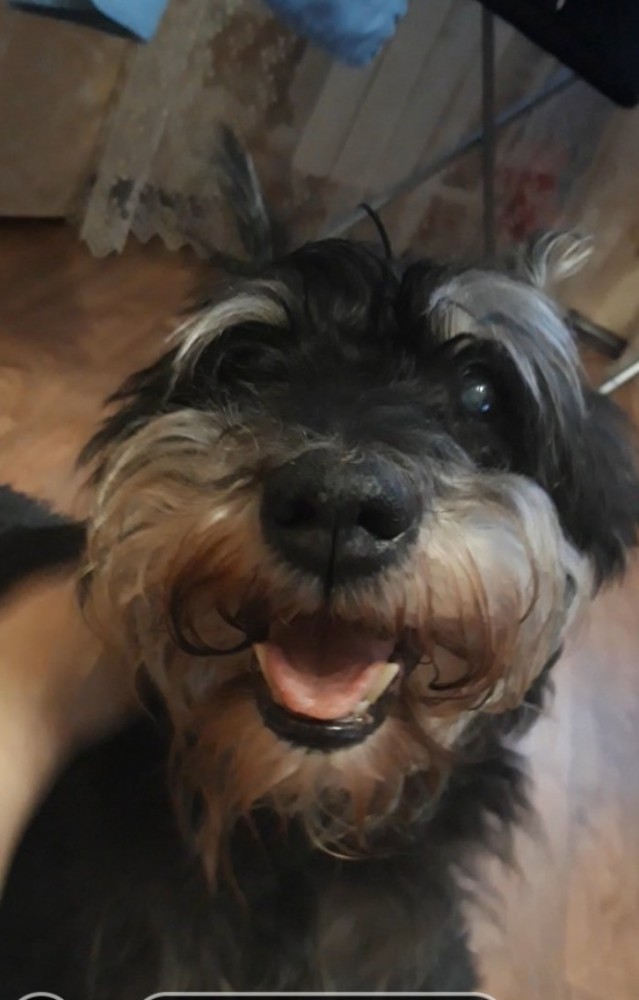 Давайте по котикам, которые с нами на самоизоляции