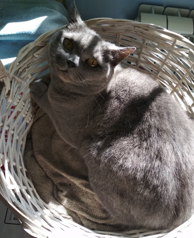 Котодед.