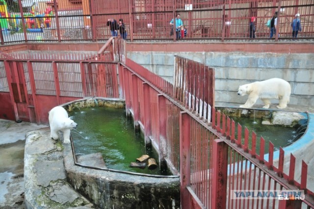 В Екатеринбургском зоопарке от проглоченной детской игрушки умер белый медведь Умка