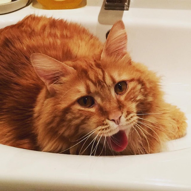 Которник