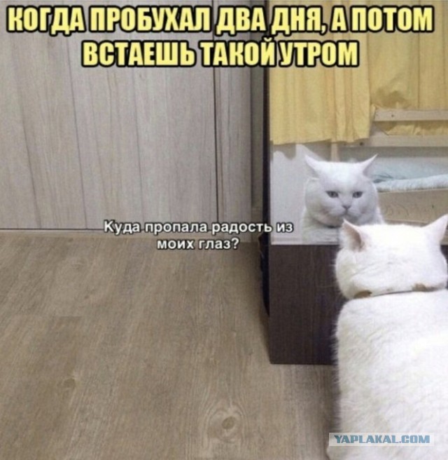 Забавные шутки, картинки и фразы из этих ваших интернетов 15.06.2021