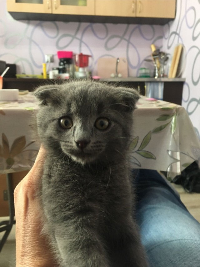 Котовторник 14.09.2021