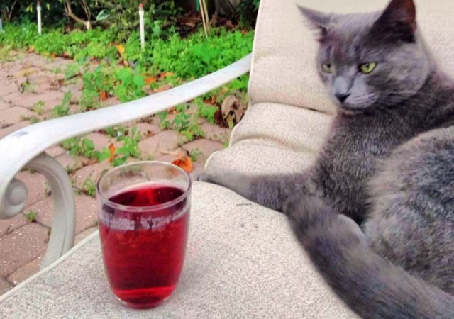 Коты в США - 4