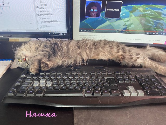 Жизнь домашнего приюта "Котоленд" 325