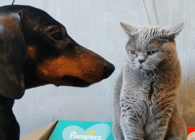 Ну, поехали в котоввторник!