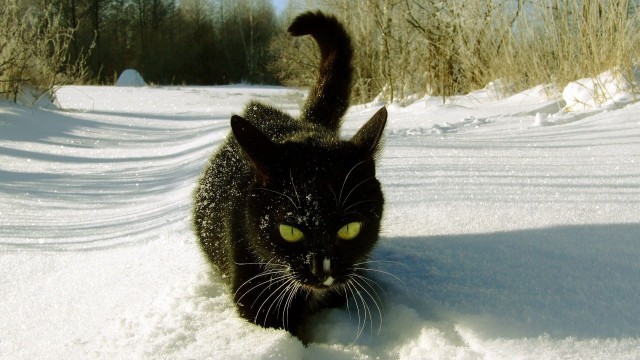 Котовторник! Пара фоток суровых котов.